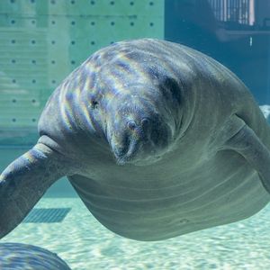 Image post by @cmaquarium on Instagram