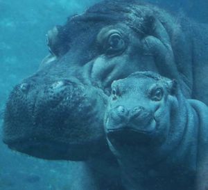 Image post by @sandiegozoo on Instagram