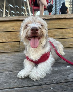 Image post by @heartsandbonesrescue on Instagram