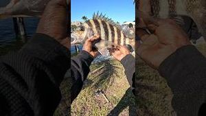 Video post by @hoodfishingentertainment on YouTube