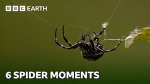 Video post by @bbcearth on YouTube