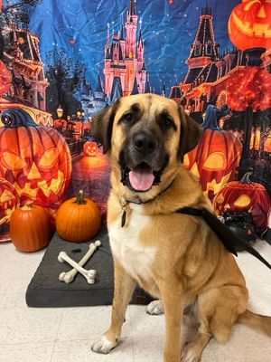 Image post by @pftcommenter on Instagram