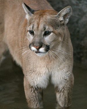 Image post by @sandiegozoo on Instagram