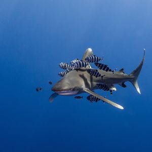 Image post by @animalplanet on Instagram