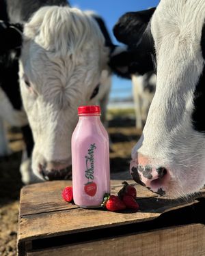 Image post by @stewleonards on Instagram