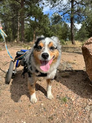 Image post by @walkinpets on Instagram
