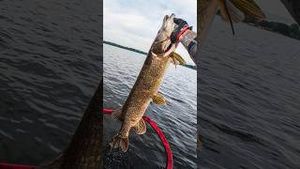 Video post by @jonasederfishing on YouTube