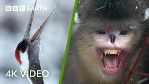 Video post by @bbcearth on YouTube