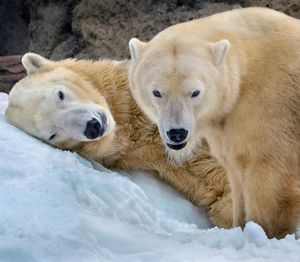Image post by @sandiegozoo on Instagram