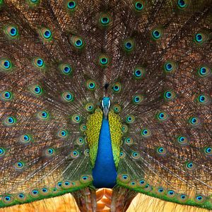 Image post by @animalplanet on Instagram