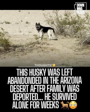 Image post by @downinnadesert on Instagram