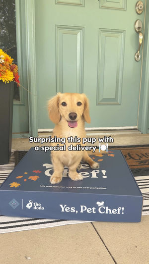 Video post by @thedodo on TikTok