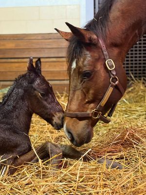 Image post by @godolphin on Instagram