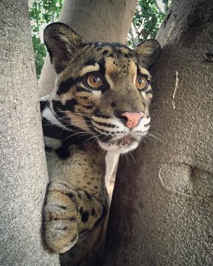 Image post by @sandiegozoo on Instagram
