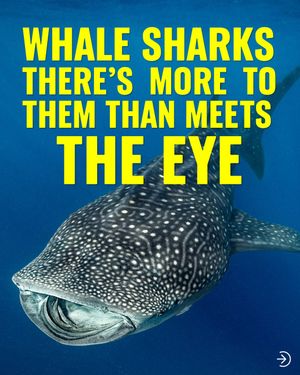 Image post by @greenpeace on Instagram