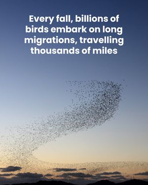 Image post by @featherfriendly on Instagram