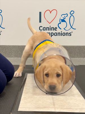 Image post by @canineorg on Instagram