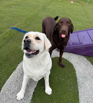 Image post by @shop_buddybythesea on Instagram