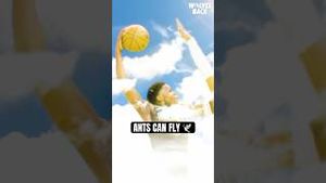 Video post by @Minnesota Timberwolves on YouTube
