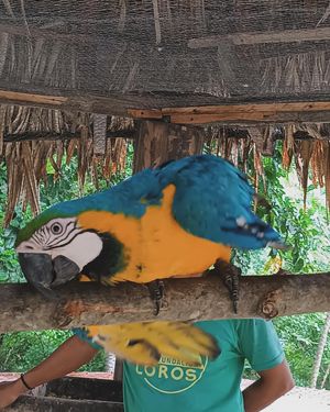 Image post by @fundacionloros on Instagram