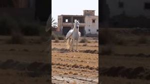 Video post by @aliaboutine on YouTube