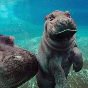Image post by @sandiegozoo on Instagram