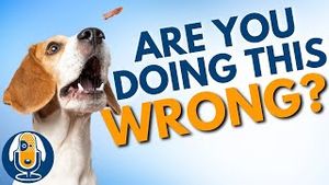 Video post by @dogsthat on YouTube