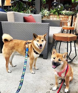 Image post by @theironhorsehotel on Instagram
