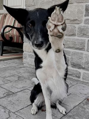 Image post by @susangarrettdogsthat on Instagram