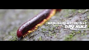 Video post by @tktvchannel4 on Facebook