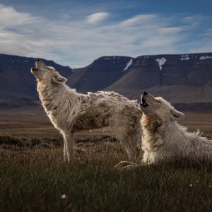 Image post by @bbcearth on Instagram