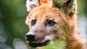 Video post by @bbcearth on YouTube