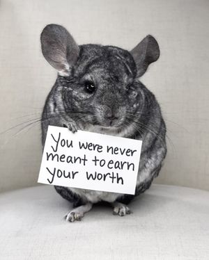 Image post by @phillychinchilly on Instagram