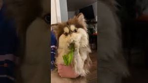 Video post by @katrinaadamson3 on YouTube