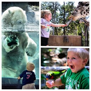 Image post by @sandiegozoo on Instagram