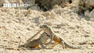 Video post by @bbcearth on YouTube