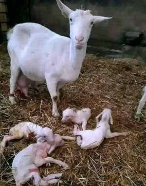 Image post by @l-nazareno-y-las-naturaleza on Facebook