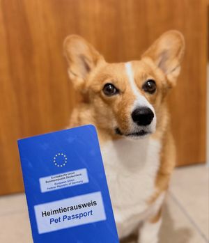 Image post by @ziggy_thecorg on Instagram