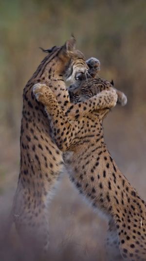 Image post by @bbcearth on Instagram