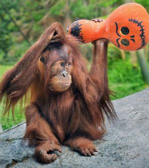 Image post by @sandiegozoo on Instagram