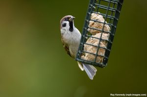 Image post by @rspb on Instagram
