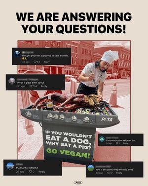Image post by @peta on Instagram