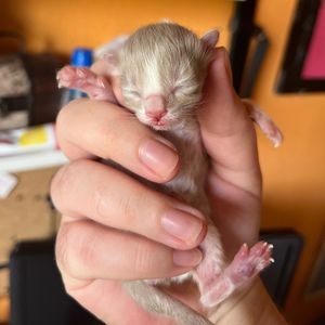 Image post by @brunrik.and.pyrene.ragdolls on Instagram