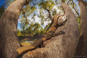 Image post by @robertirwinphotography on Instagram