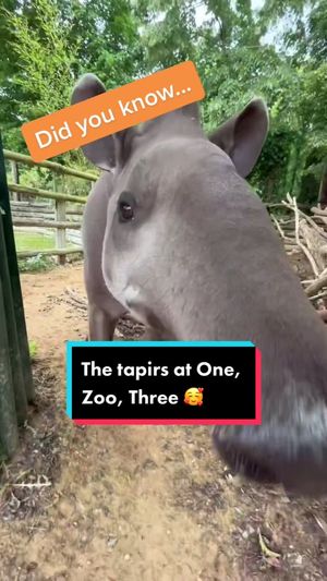 Video post by @cbbc on TikTok