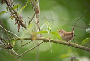 Image post by @rspb on Instagram
