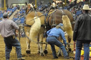 Image post by @nationalwestern on Instagram