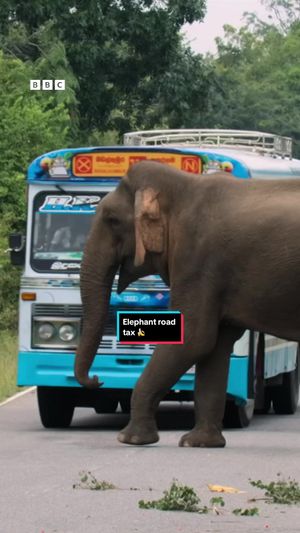 Video post by @bbcearth on TikTok