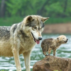 Image post by @animalplanet on Instagram