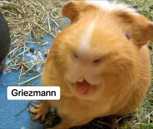 Video post by @atleticodemadrid on TikTok